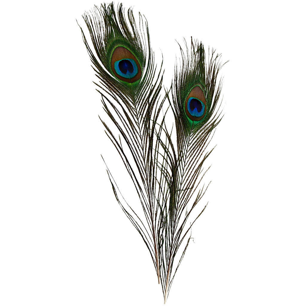 Påfuglefjer, L: 25-30 cm, 10 stk./ 1 pk.